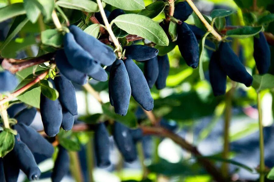 ������� �������� ������ ���������: ������� ������ �� �����