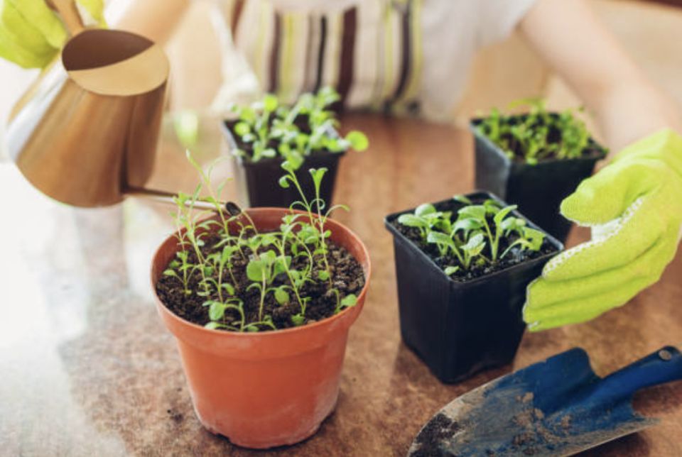 ������� ����������� ������: ����� ����� ����� ������� ��� �������?