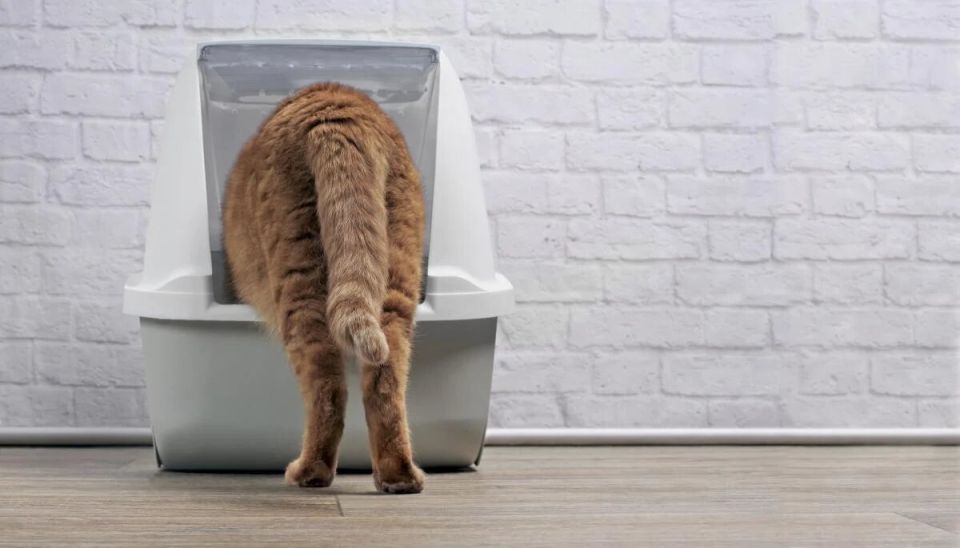 �������� � ��������: ������ ����� ����� ������������ �����