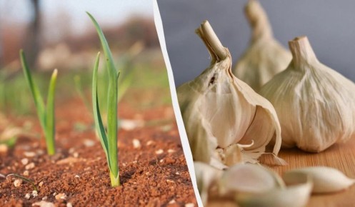 ������� ��������� ������: ����� ��������� ������� ������� �������