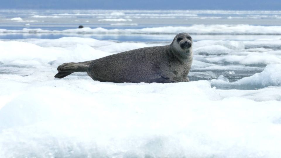 ����������� ����������� ��������� ���������� �� ����������� ������ ���������� ����� "����� ������"