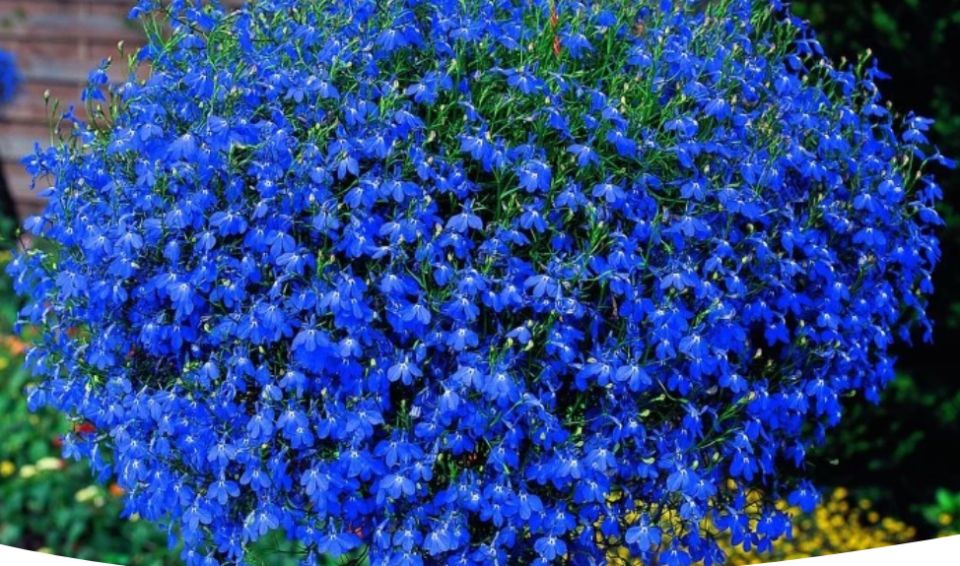 ��� ��������� ��������� ������� �� �����: ������ � ������������