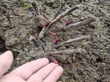 Пионы: как организовать уход в апреле для щедрого цветения