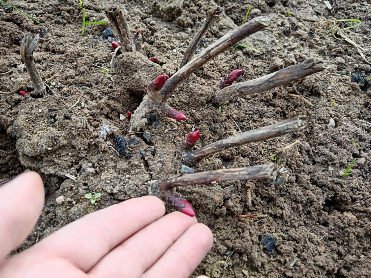 Пионы: как организовать уход в апреле для щедрого цветения