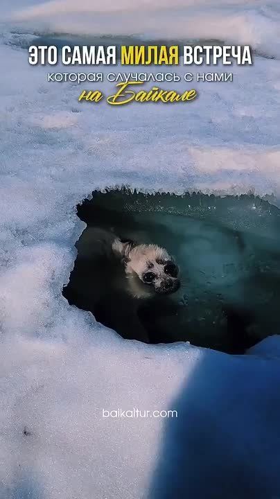 ����� ����� �������. ������ �� ������� ���������� ��������