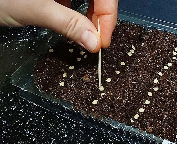 Секреты успешной рассады: Лунный календарь для лучших результатов