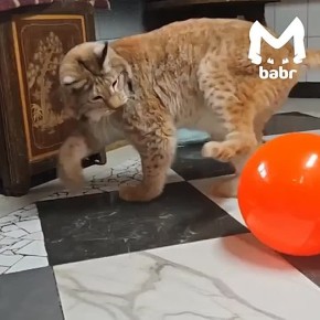 �������, �������, ������� ����� � ��� ������ �� ���������� �������� ��������� ����� �������