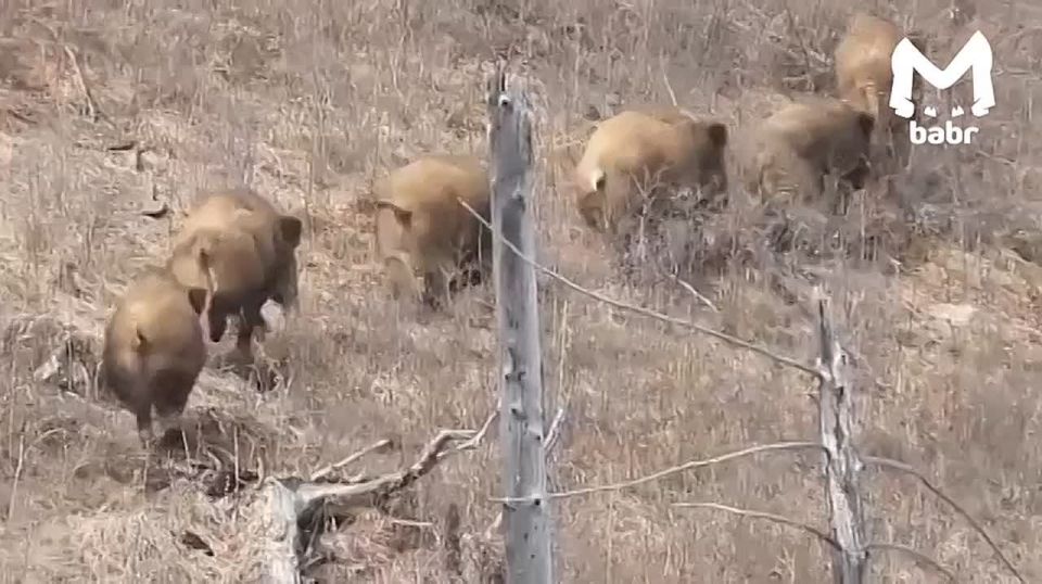 Бодрой походкой от бедра прошлось семейство кабанчиков по самому крупному заказнику Бурятии