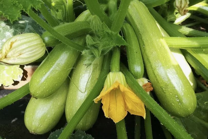 ������� �������: ������� ������ � ������� �������� ������