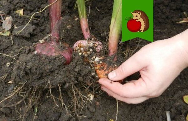 ������, ������� ������ ����������� ����������: ������� �� ����� ��������