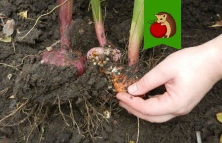 ������, ������� ������ ����������� ����������: ������� �� ����� ��������