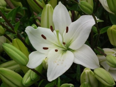 Лилии в саду: секреты роскошного цветения с минимальными усилиями