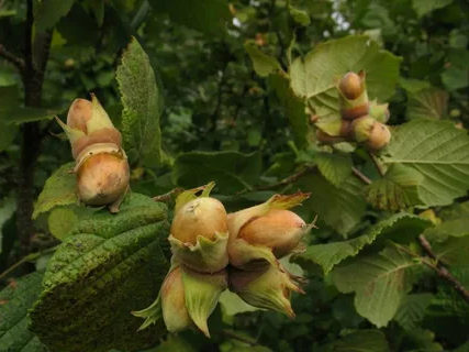 Фундук: секреты успешного выращивания ореха в российских условиях