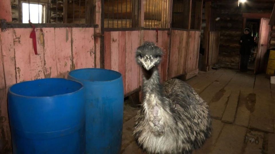 ������, ������ � ������ � ��� �����