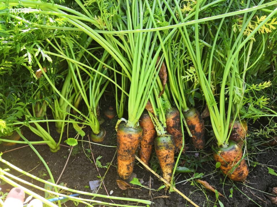 ��� �������� �������, ����� �������� ������� ����� � �������������