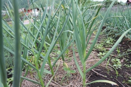 ������ � ����: ��� ��������� ��������� ������ �� ������