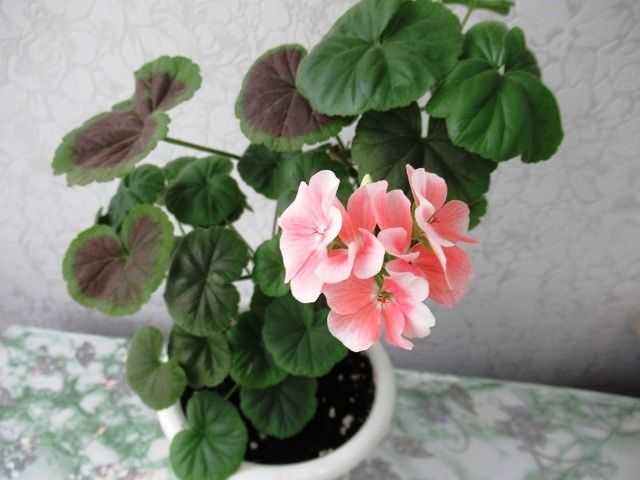 ��� ��������� ��������� �� ������������: ������ �� ������ ������ � ���������