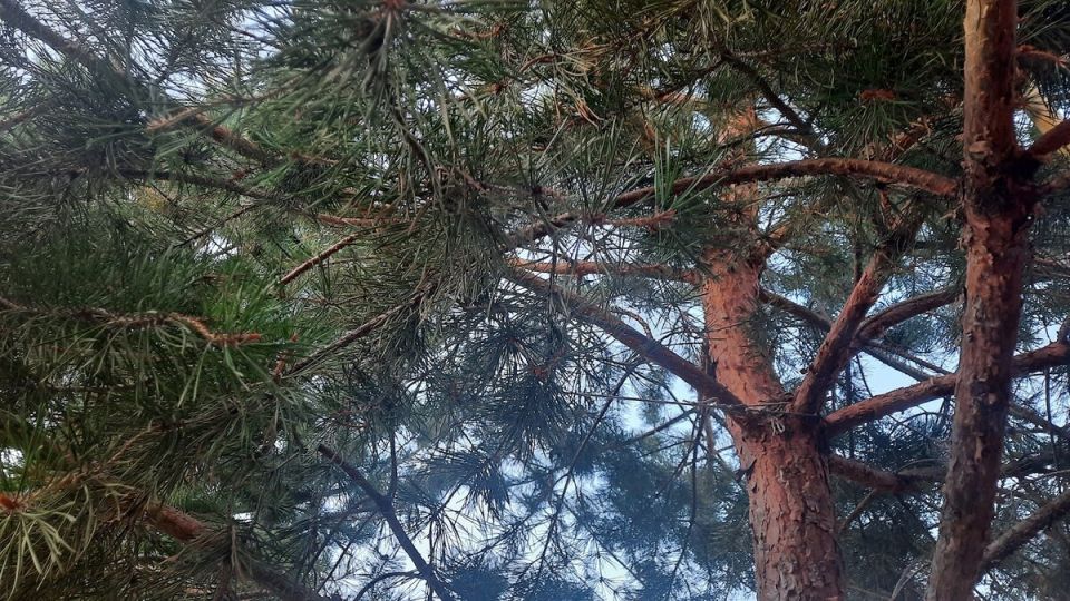 ��������� ������� ������������� ������� ������ �� ����