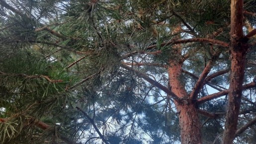 ��������� ������� ������������� ������� ������ �� ����