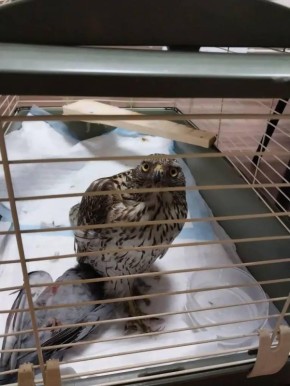 �������� ������ ���������: �������-������������� �������� ����-������� ����������