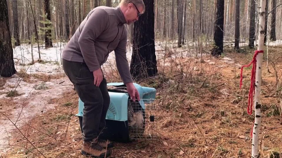 ����, ��������� ���������� ������������, ��������� �� ���� ���������� ��������