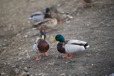 На улице с каждым днем все больше ощущается весна