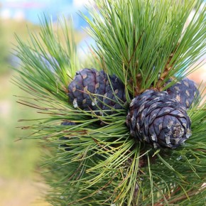 Хвойные чудеса: 5 уникальных деревьев с красивыми шишками для вашего сада