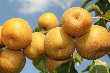 Экзотическая груша Секуи: идеальный выбор для вашего сада