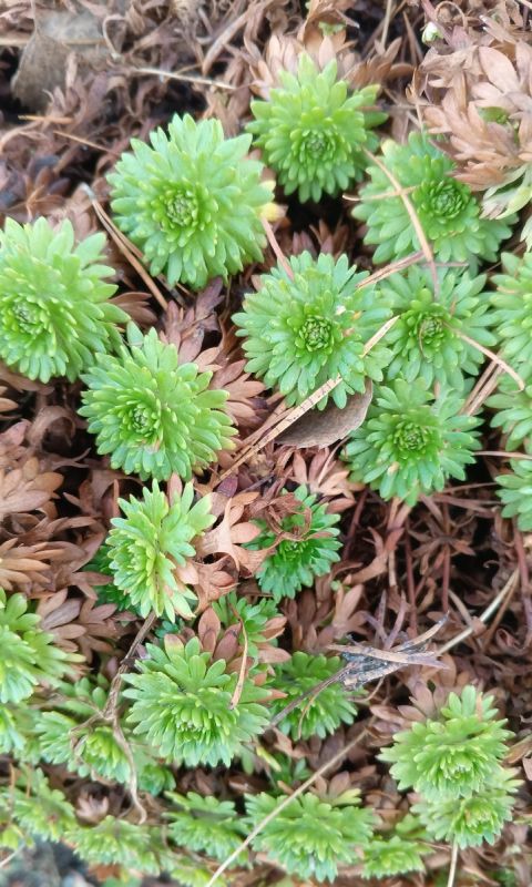 ��� ��� ������������ � �������������: ����������� � ����� �� ������