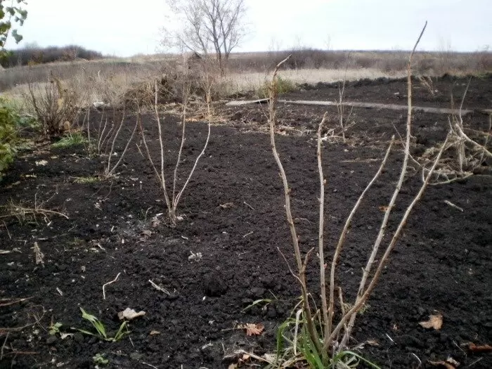 Как обрезка смородины поздней осенью спасает урожай: три ключевых момента