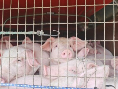 ����� �������-��������� �������� ������� �� ��������� �������