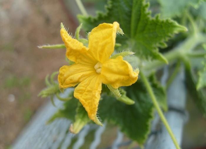 ���������� ��������� ������: ������� ����������� ������