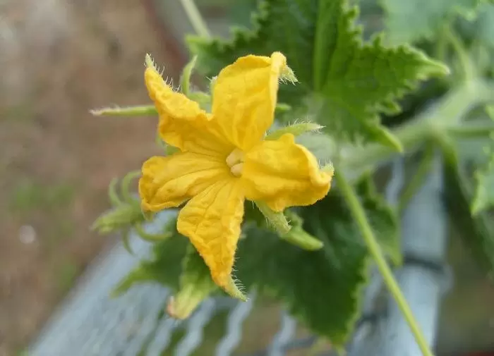 Омоложение огуречных кустов: секреты долгождания урожая