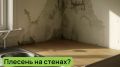 Как навсегда избавиться от плесени на потолке и стенах: пошаговое руководство