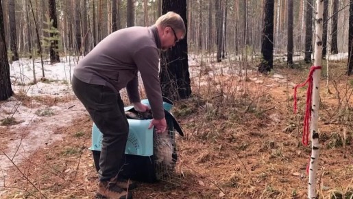 Еще одно спасение птицы. Истеричка обрела свободу: сову с трудной судьбой выпустили на волю
