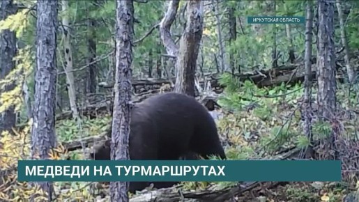 Медведя заметили в районе пика Черского в Слюдянском районе