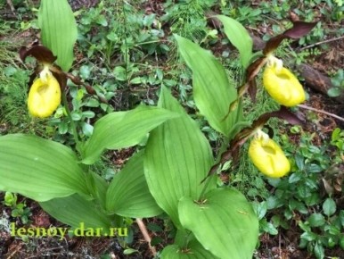 Венерин башмачок: загадка природы и культурное наследие