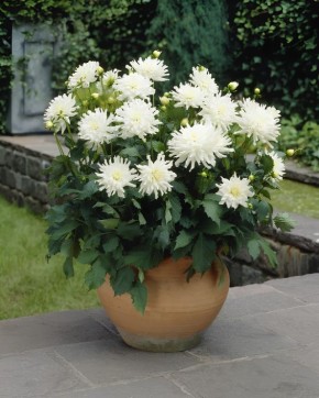 Георгины для любого пространства: от балкона до сада