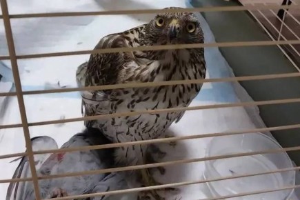 В Усть-Куте ветеринары оказали помощь дикому ястребу-тетеревятнику, который попал в бедственное положение