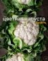Цветная капуста: новые гастрономические горизонты