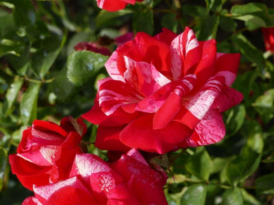 ��� ������ � ������, ���� ����� ��������� ����������� ��� �������?