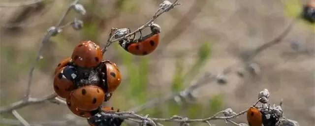 Как привлечь божьих коровок на ваш огород и избавиться от вредителей