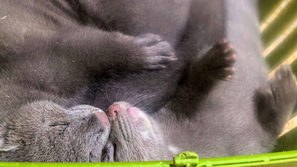 ������ ����, ��������� �������!