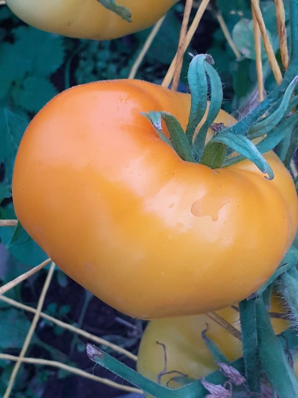 ���������� ���� '������ ������': ������, ������� �������� �������� � ������