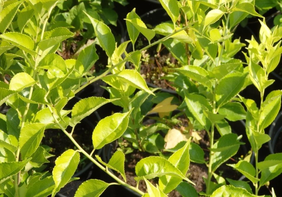 ���������� ��������: ��� �������� ��� ��� � �������� �������