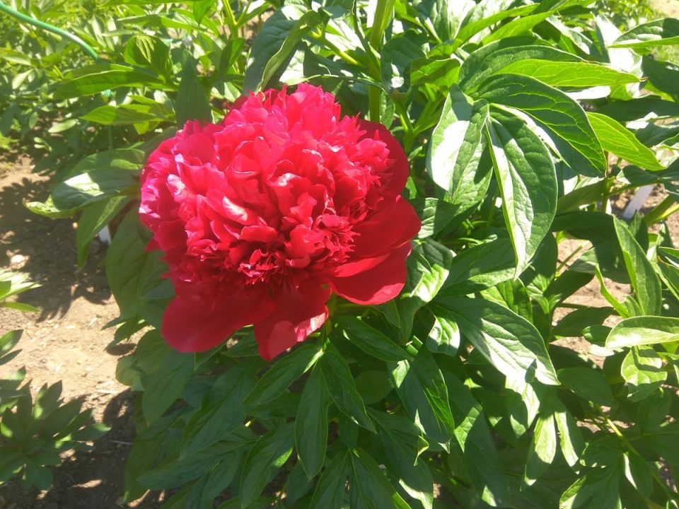 ���� Red Charm: ������� � ������������ � ����� ����