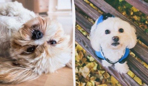 Секреты долголетия: какие собаки живут дольше всего