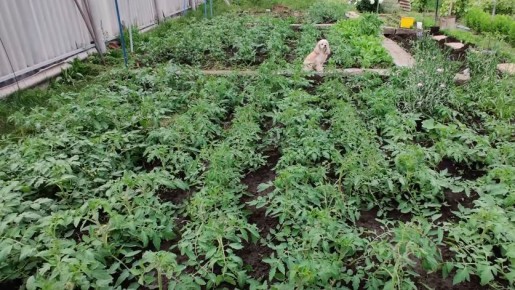 5 замысловатых методов подвязки томатов: сохраните урожай и время