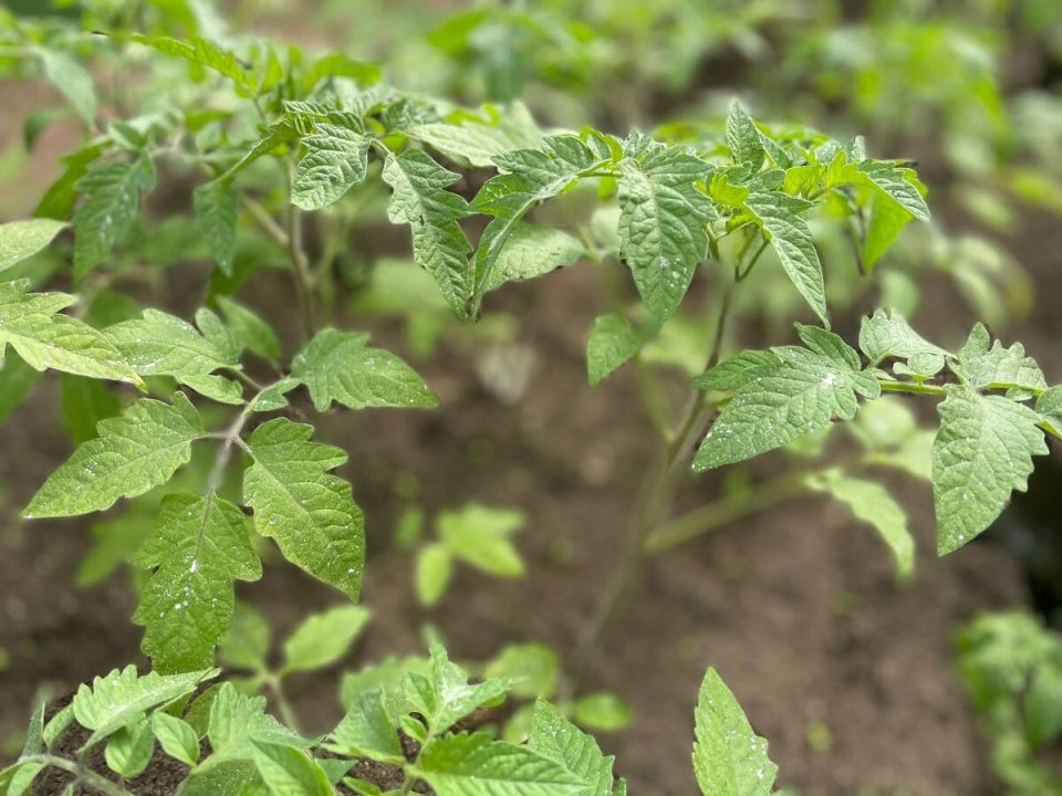 ��� ������ ���������� ������: ���������� ������������ � ������ � ������� ��������