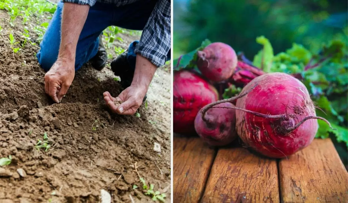 Как добиться сладкой и крупной свеклы: секреты успешной посадки
